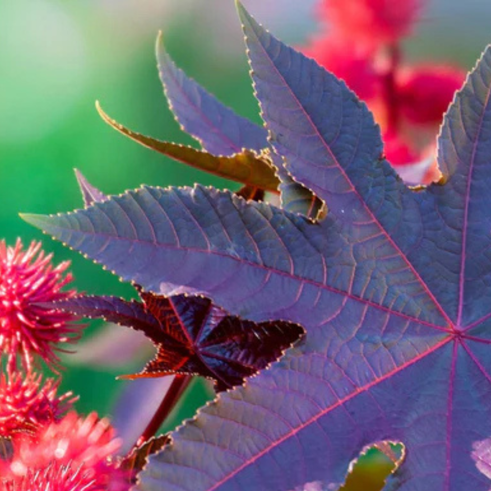 Leaf and fruit of a castor oil tree