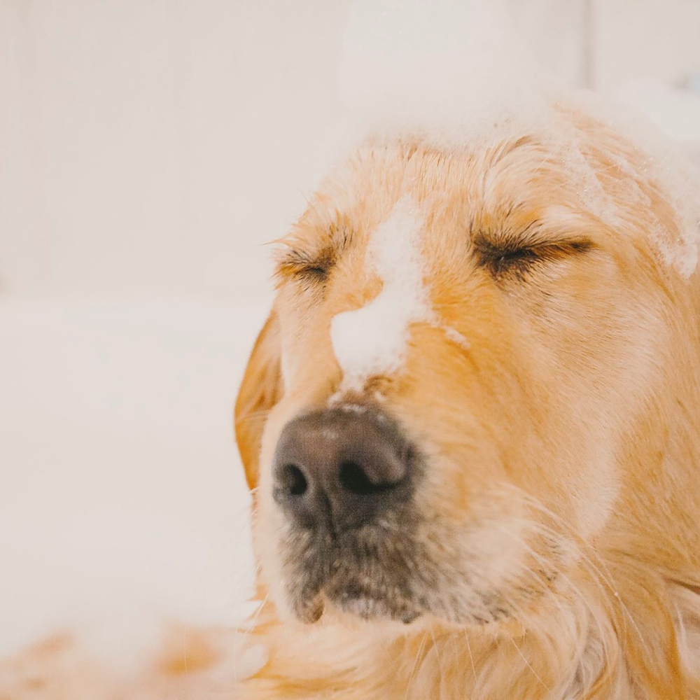 A dogs face with shampoo on it. 