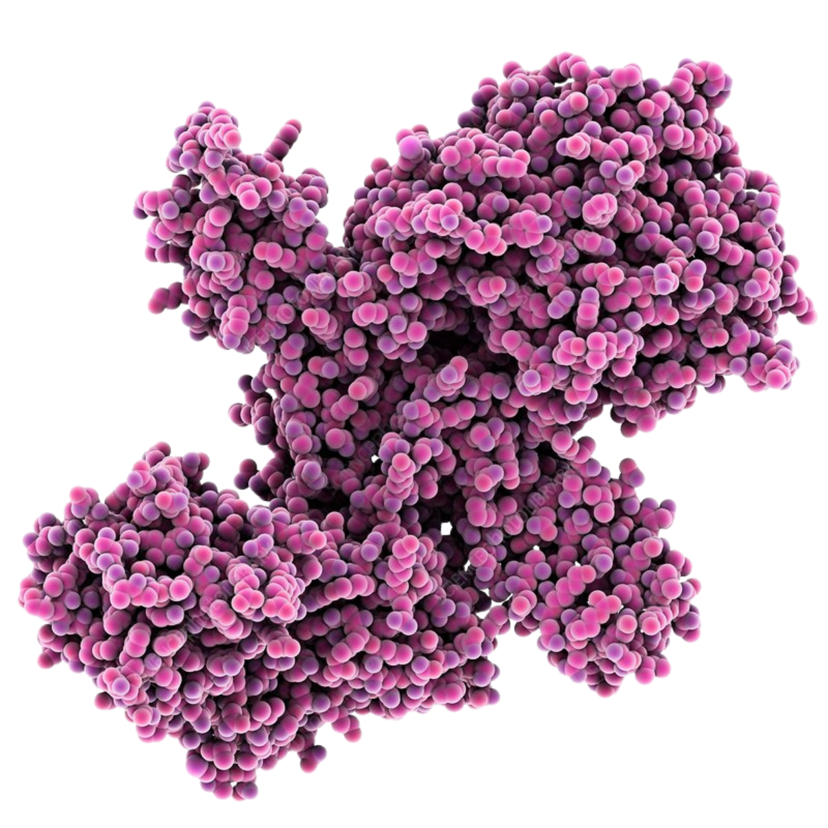 Botulinum neurotoxin serotype A (BoNT/A)