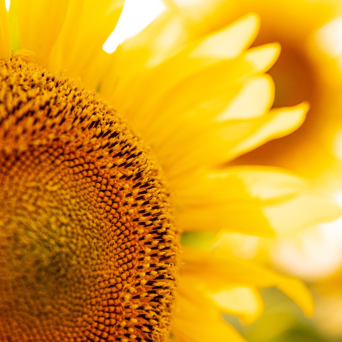 Yellow sunflower with seeds used in making all natural soap.