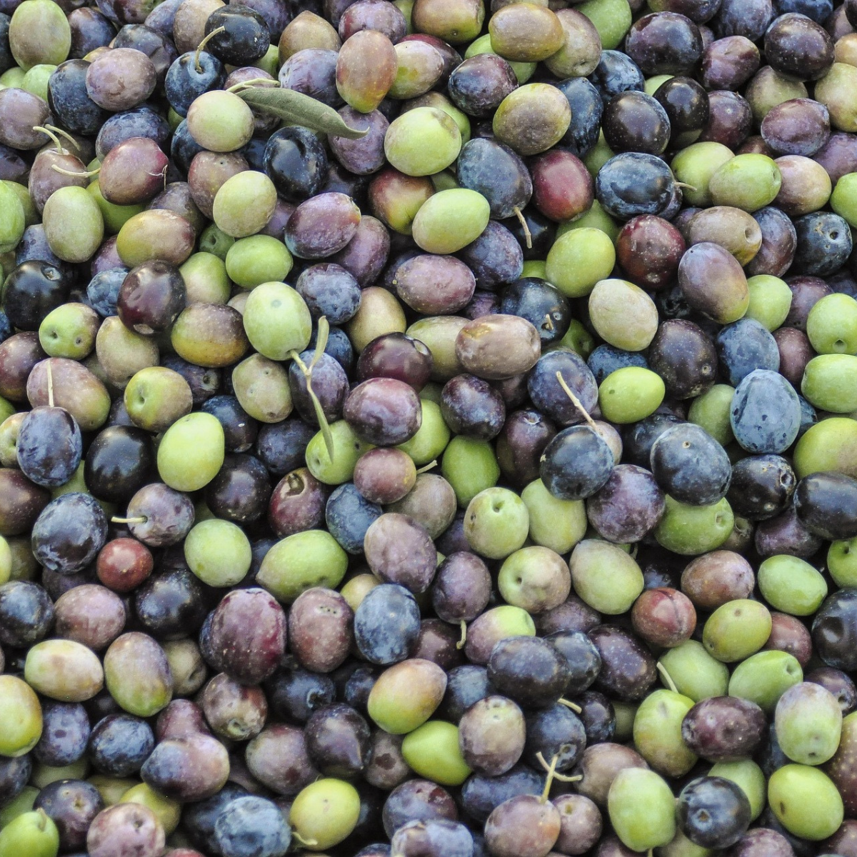 Olives of multiple colors for making natural bar soap