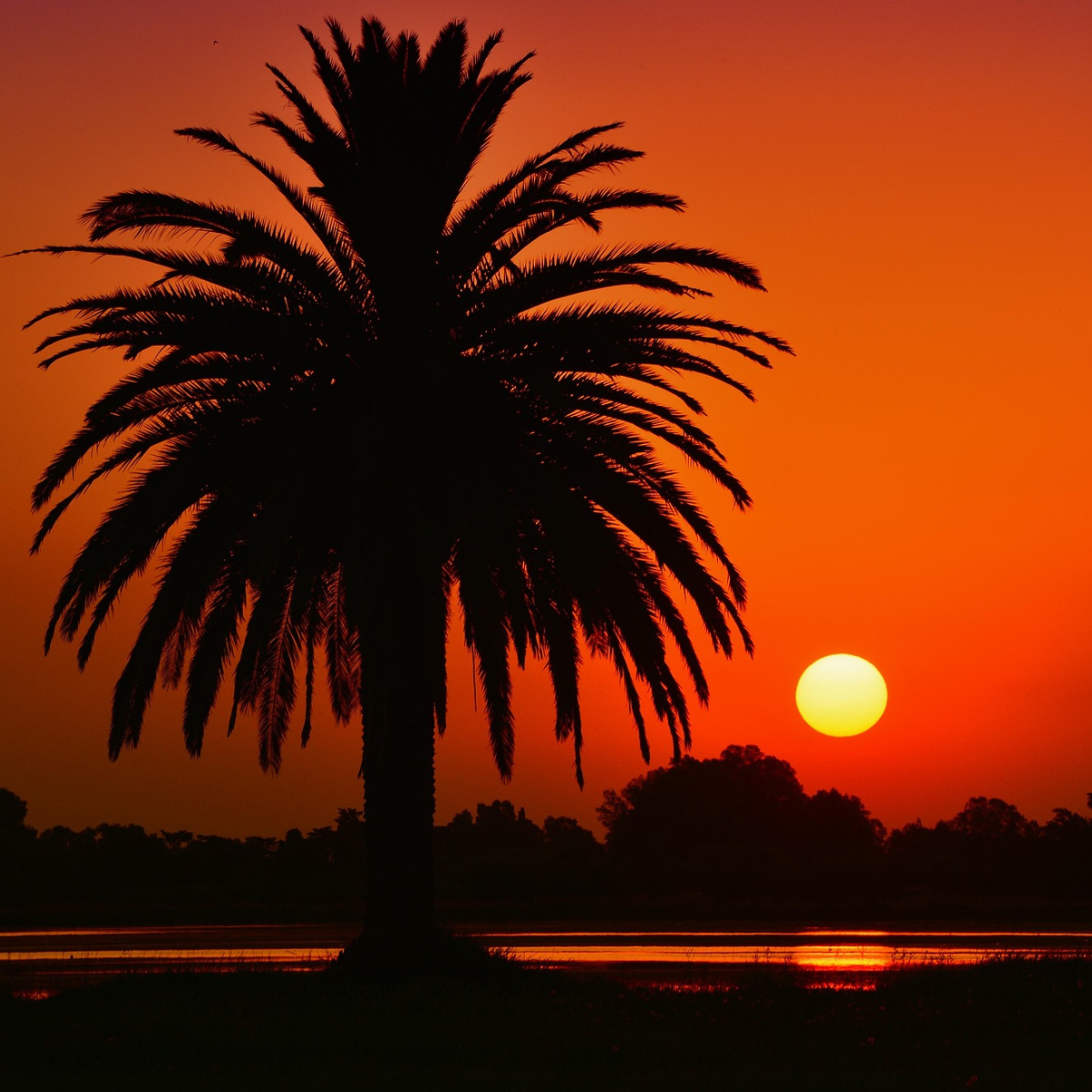 Sunset with silhouette of a palm tree. 