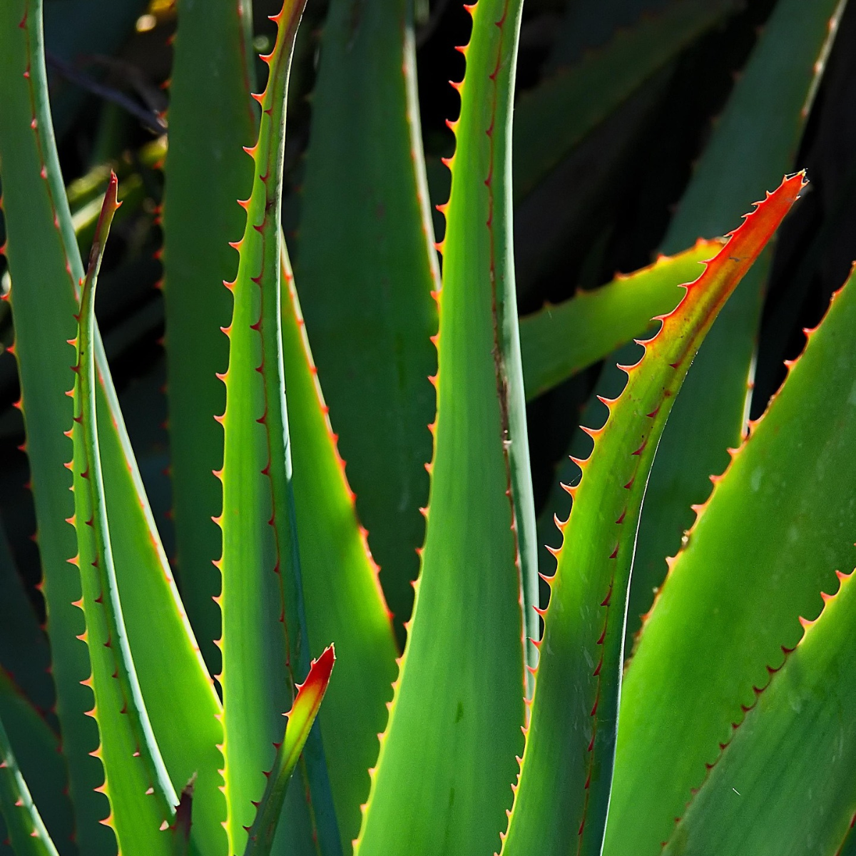 Aloe vera plant used for soap making