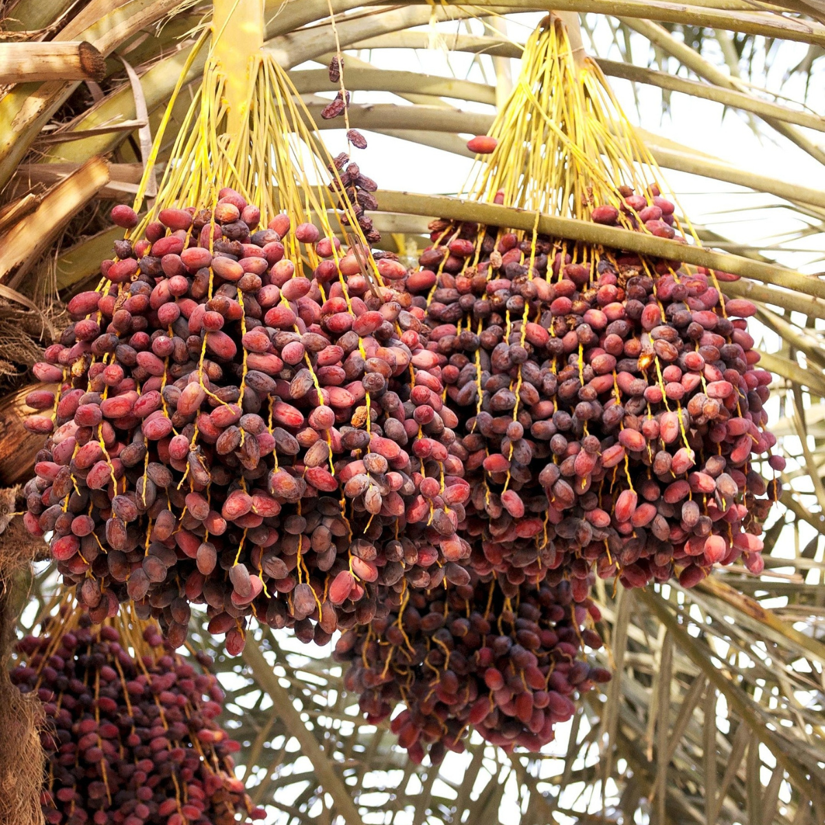 Palm oil fruit growing on the palm tree, used in traditional and modern soapmaking