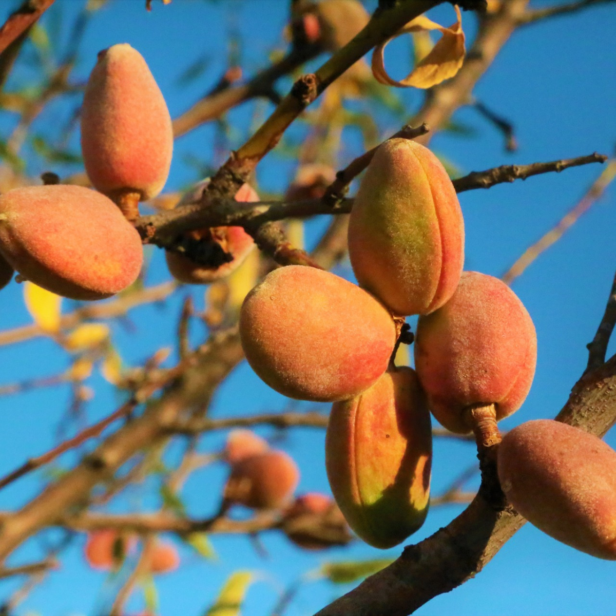 Almonds growing on a tree limb for making soap.