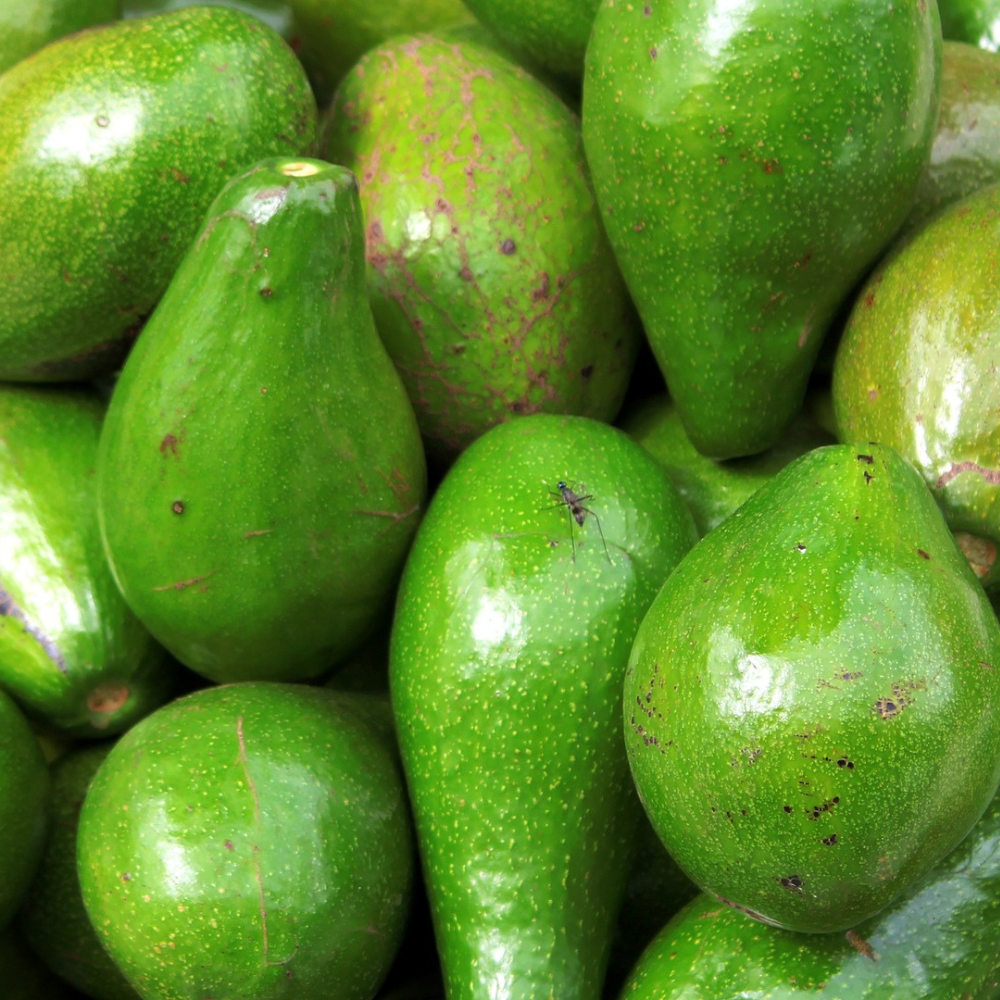 Avocados for making natural bar soap.