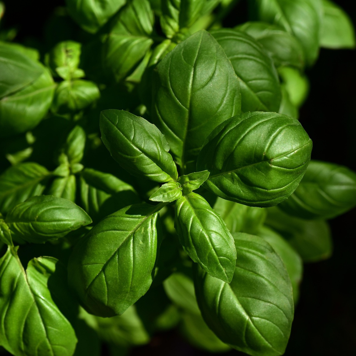 basil herb used for soap making