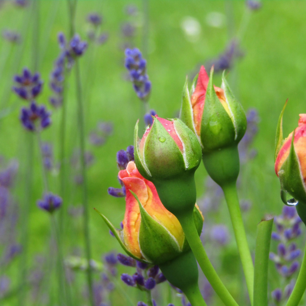 Flower power roses, jasmine, and lavender helps health