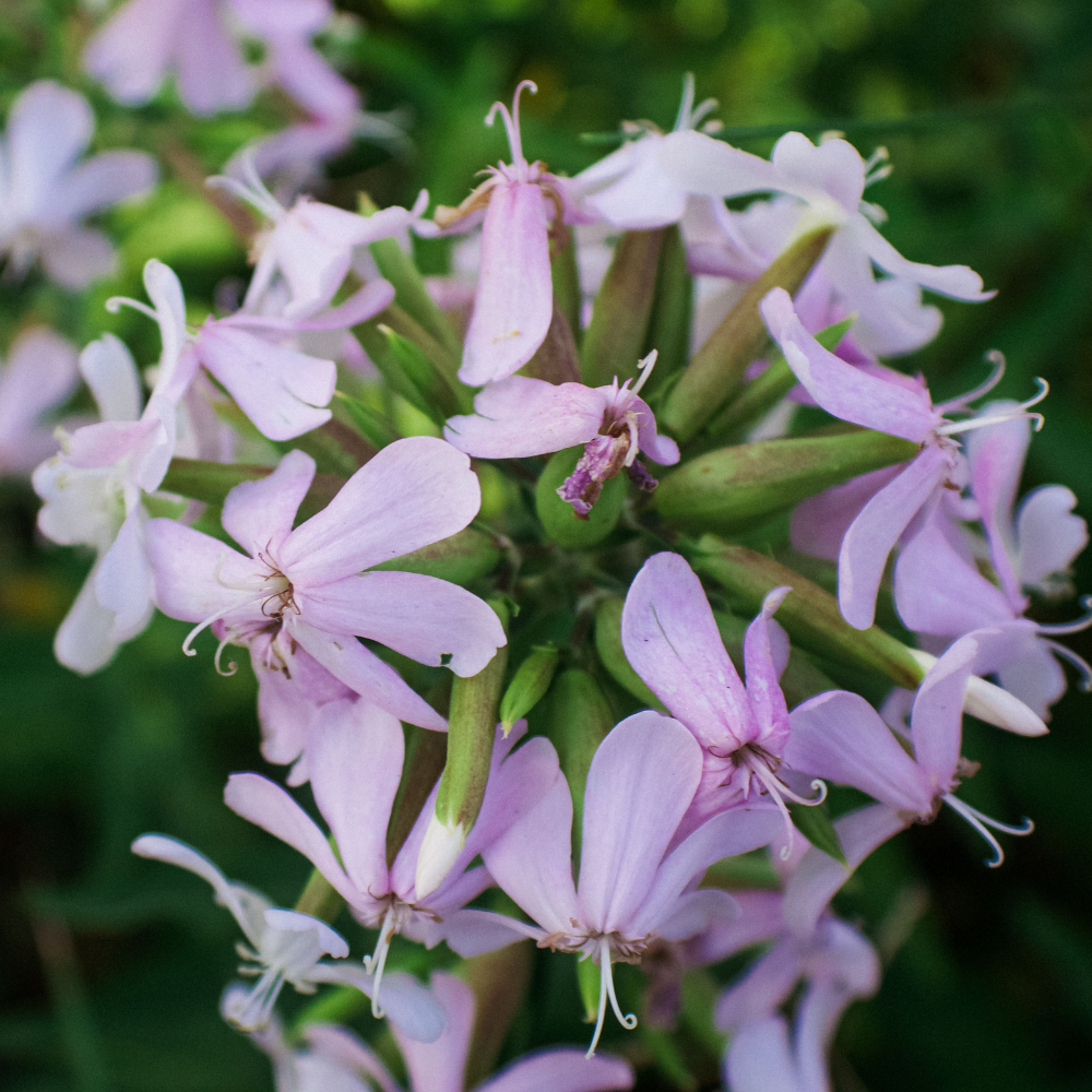 soapwort used to make natural cleaner