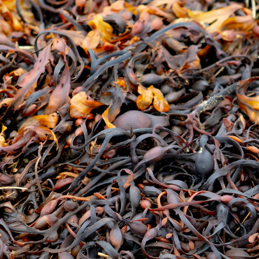 Brown vs Red Seaweed for Skin: The Ultimate Marine Skincare Showdown