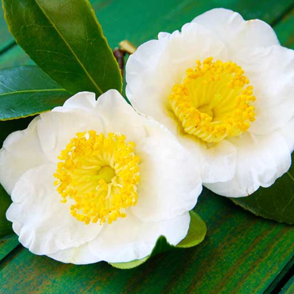 Camellia oil used in bar soap making at Boner's Botanicals