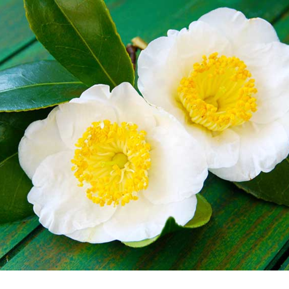 Camellia seed oil for skincare