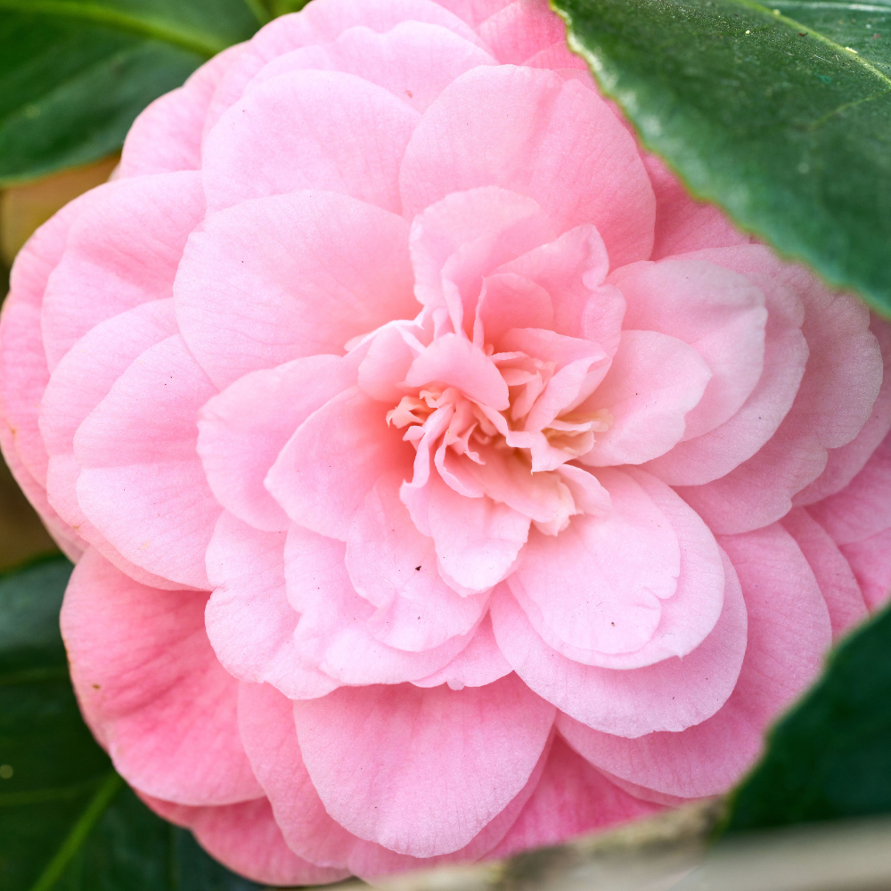 camellia flower for lightweight seed oil production