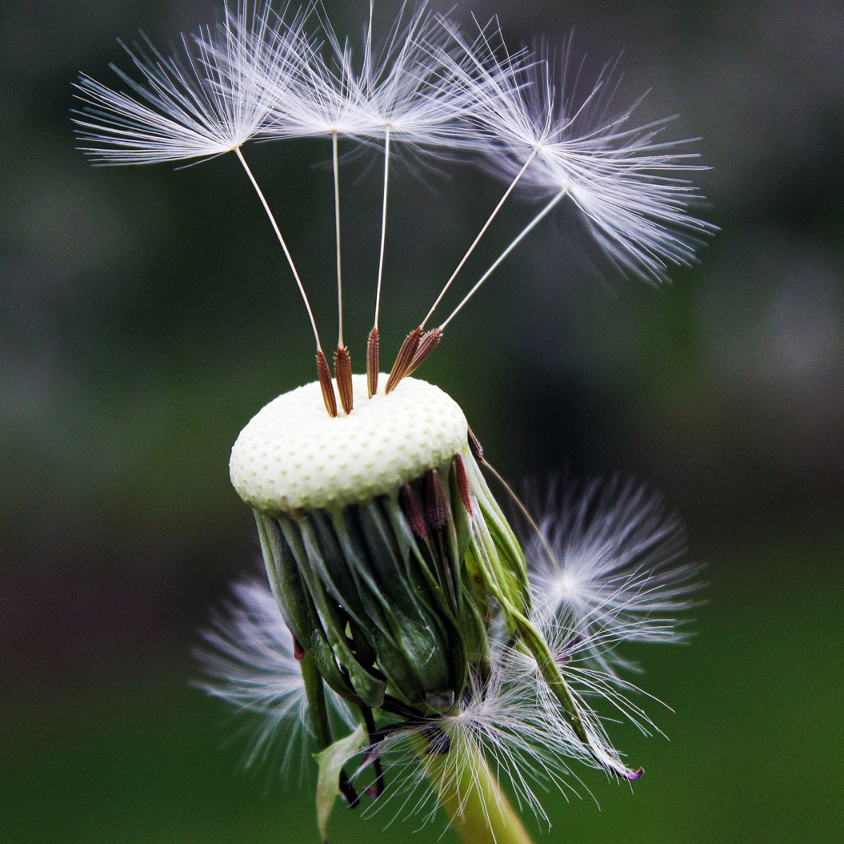 Dandelion giving off its last remaining seeds