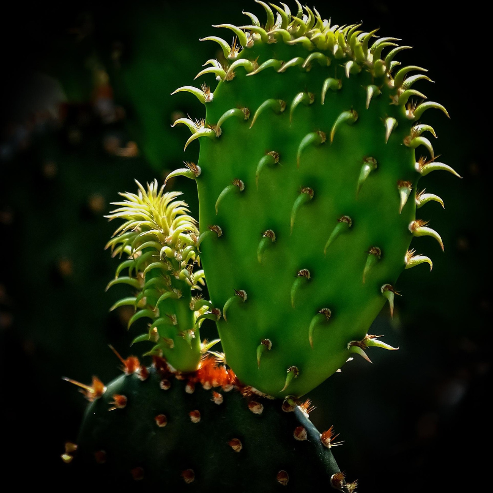 Desert botanicals that heal skin and maintain skin barrier.