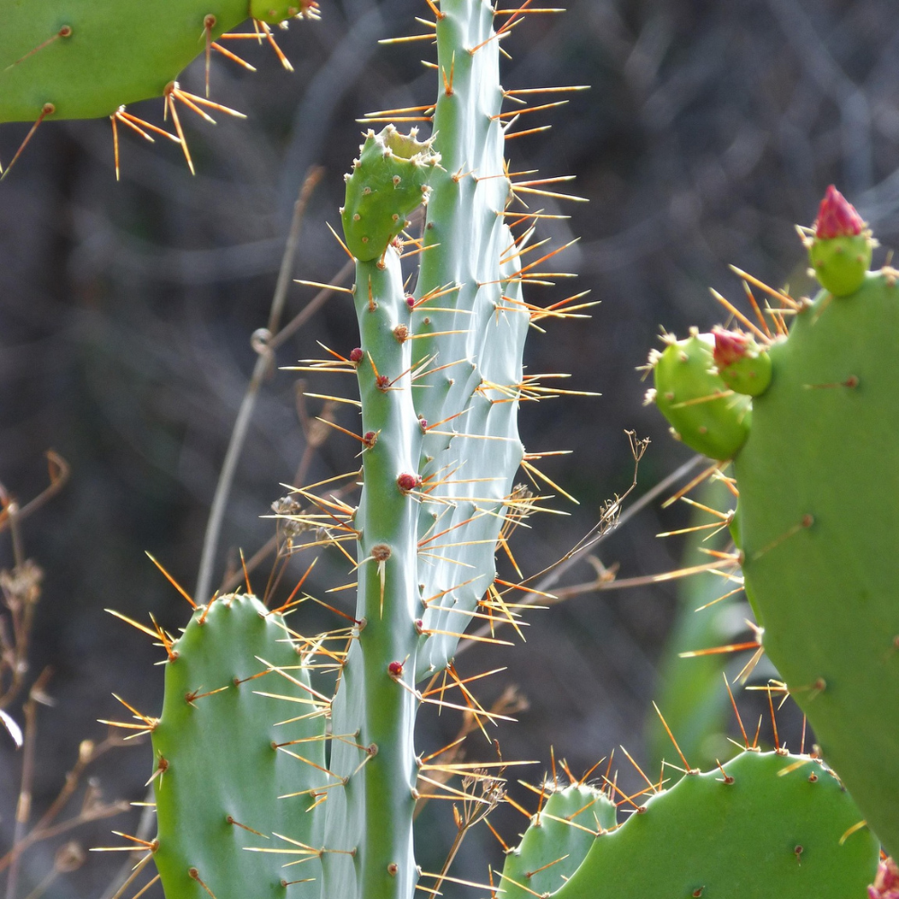 Desert botanicals like prickly pear for healthy skincare