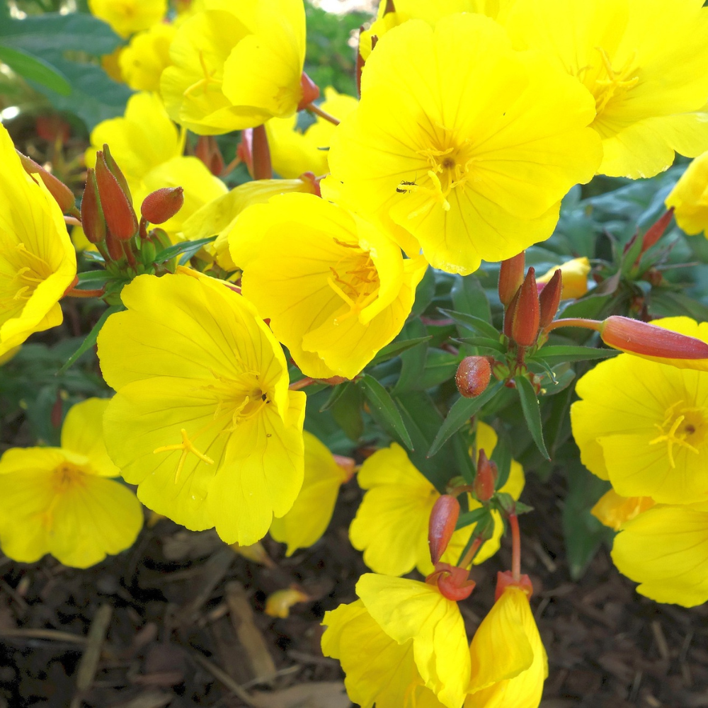 Evening primrose for healthy and natural skincare