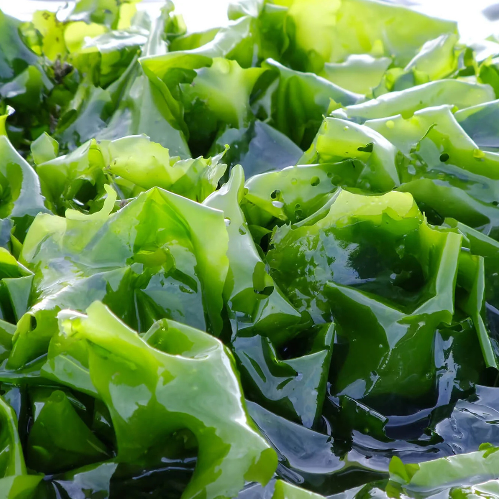 green seaweed for skincare