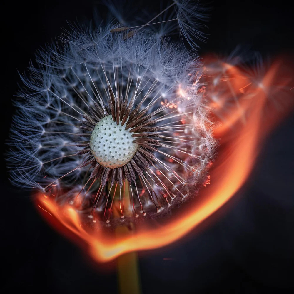 Herbs that provide relief from inflammation