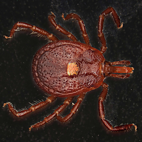 Lone Star Tick 