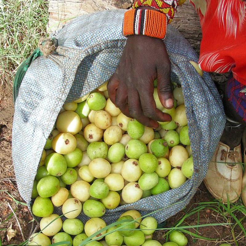 Manula oil for making Boner's Botanicals Bar soap