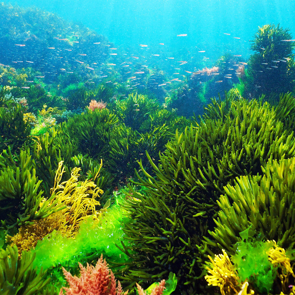 Marine ingredients for clean healthy skin