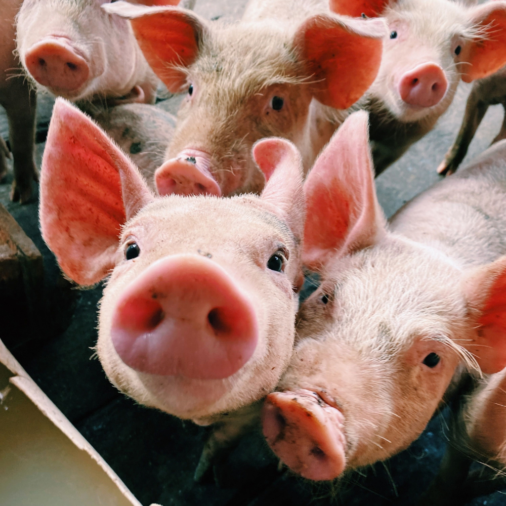 pigs for making lard in skincare