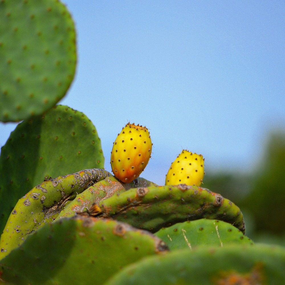 Prickly pear for healthy skin