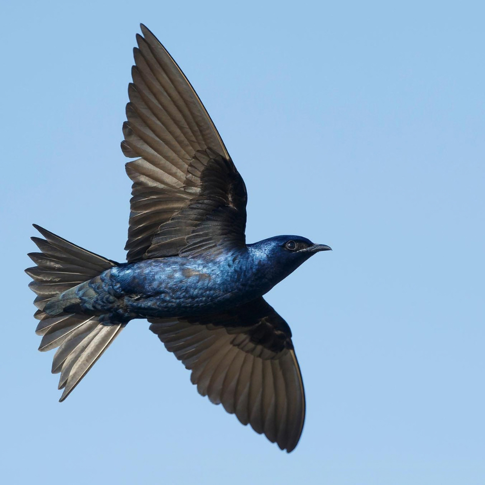 purple martin bird flying with wings open