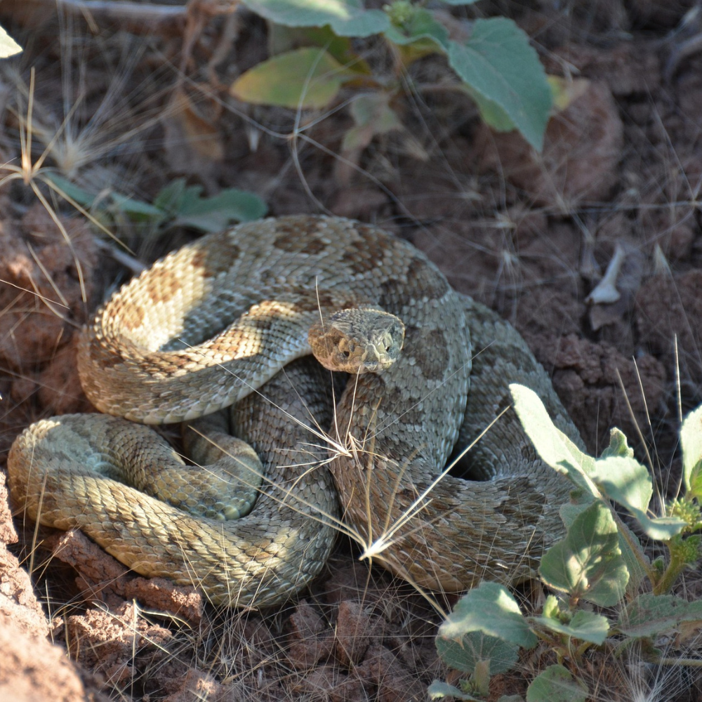 Snake & Scorpion Bite Support: A Step‑by‑Step DIY Herbal Tincture Guide