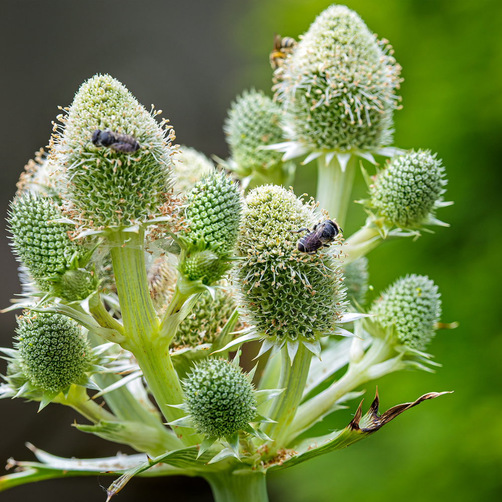 rattlesnake master plant of the prairies