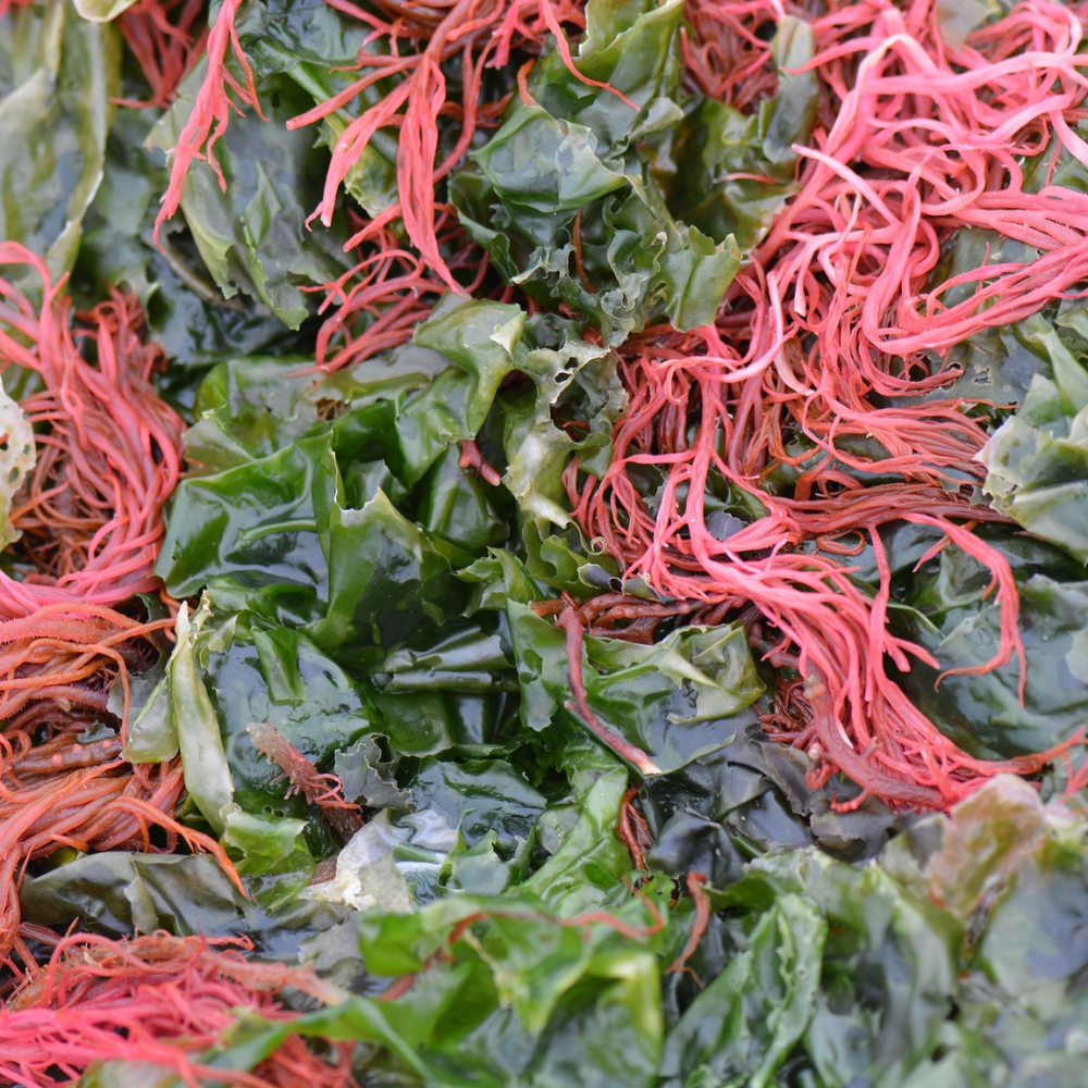 red and green seaweed helps sooth and heal the skin barrier