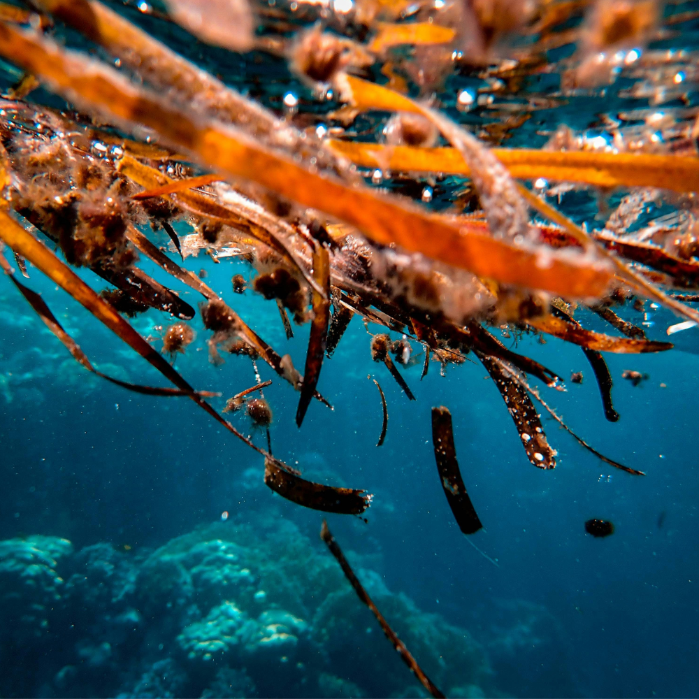 red seaweed helps nourish skin