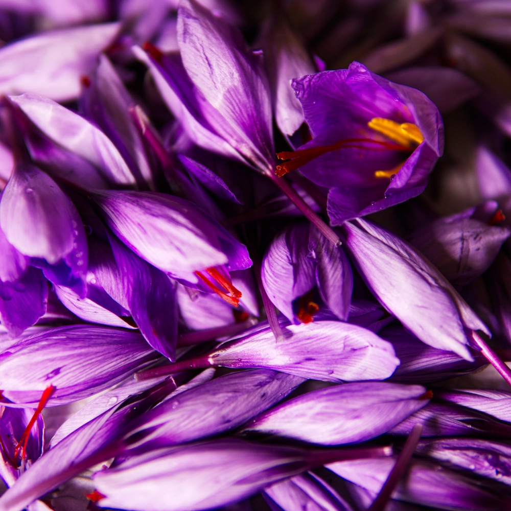 Saffron most expensive herbs for healthcare.