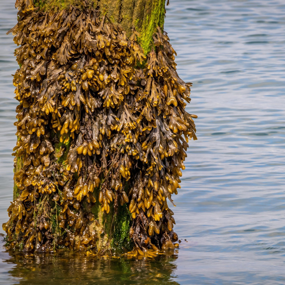 Seaweed Absolute Oil: Liquid Ocean, Land of the Weird and Wonderful