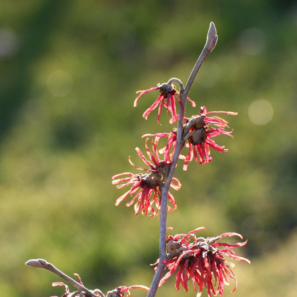 witch hazel branch with red flowers